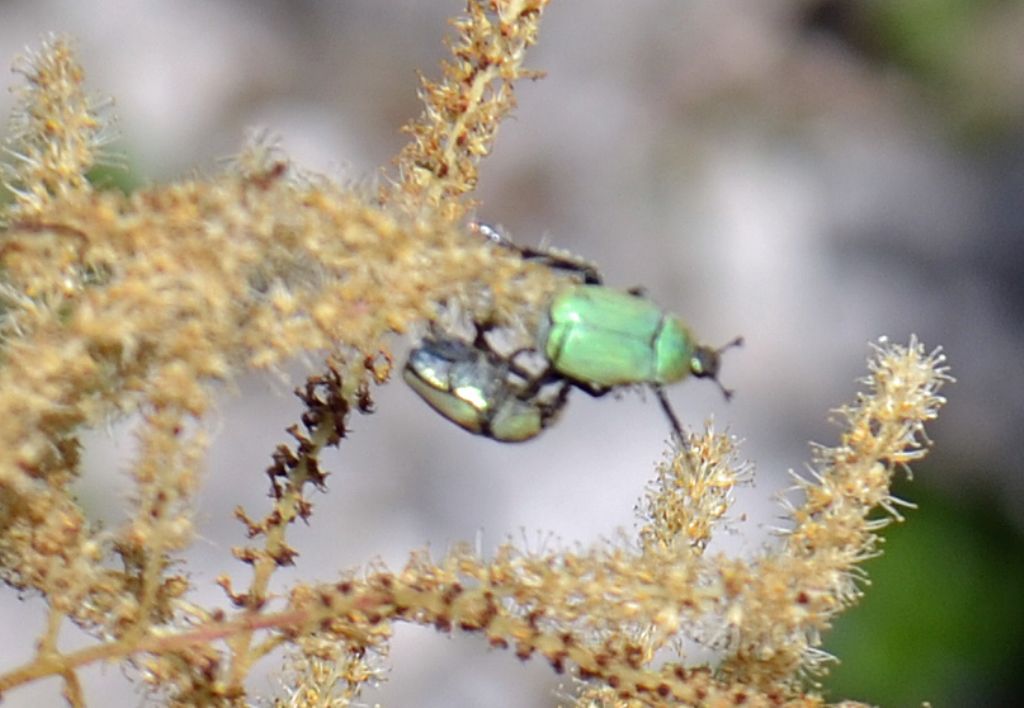 Coleottero id. - Hoplia sp.